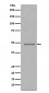 FOXP3 Antibody